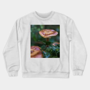 Beautiful watery mushrooms in a bed of green muss in a forest. Crewneck Sweatshirt